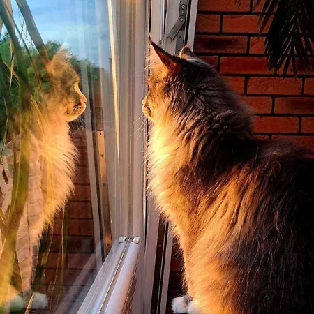 Goscinny Czempion Сasa de vacaciones